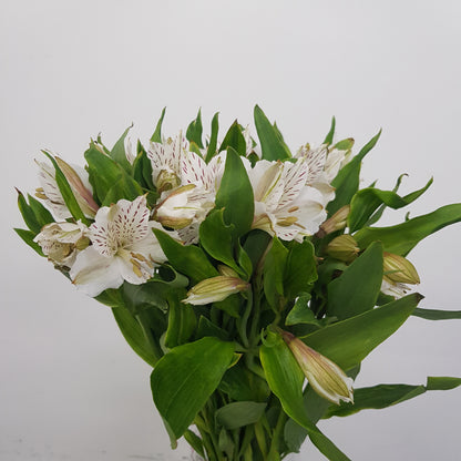 Alstroemeria - White