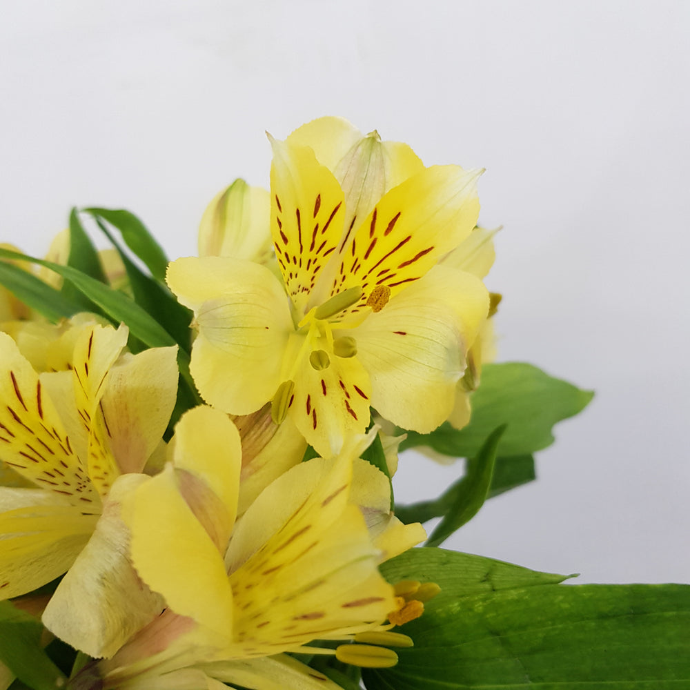 Alstroemeria (Imported) - Yellow