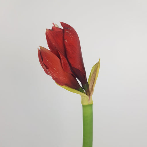 Amaryllis (Imported) - Red