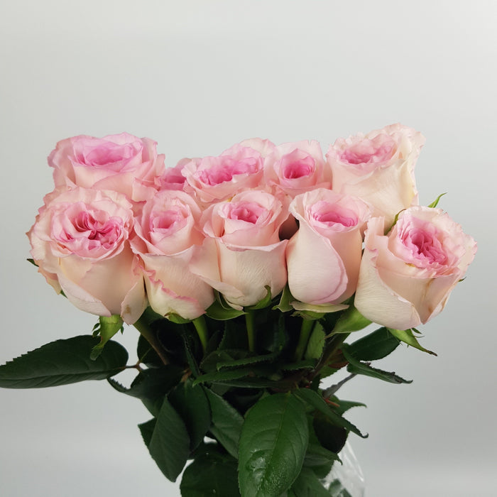 Rose (Imported) - 2 Tone Light Pink White