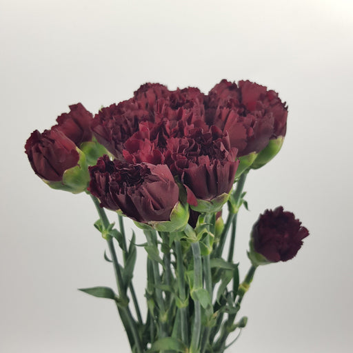 Carnations (Imported) - Hepatic Red
