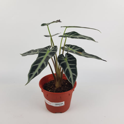 Alocasia Bambino Plant | Floristika Bangsar
