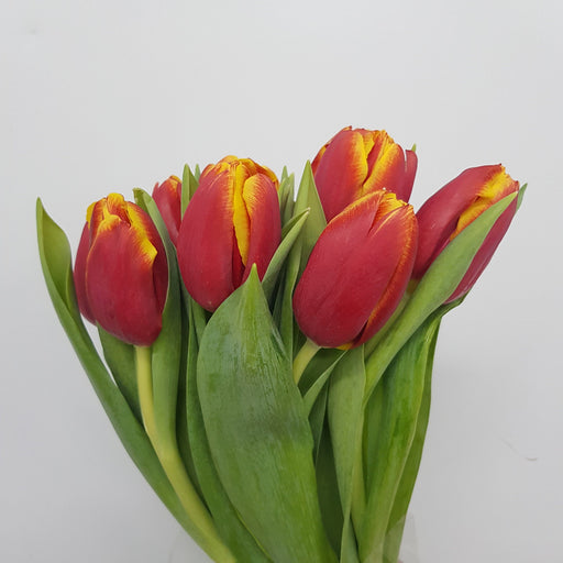 Tulip (Imported) - 2 Tone Red Yellow