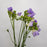 Freesia (Imported) - Lilac