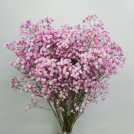 Gypsophilla Baby Breath 10st (Imported) - Pink