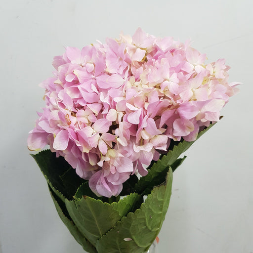 Hydrangea (Imported) - Pink
