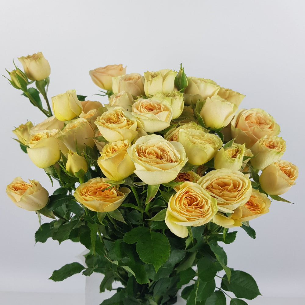 Spray Rose - Peach