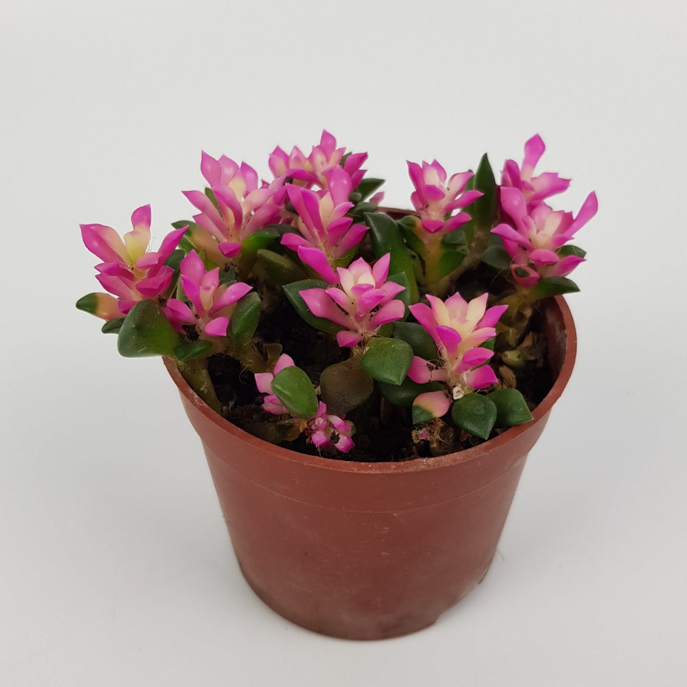 Echeveria Macdougallii