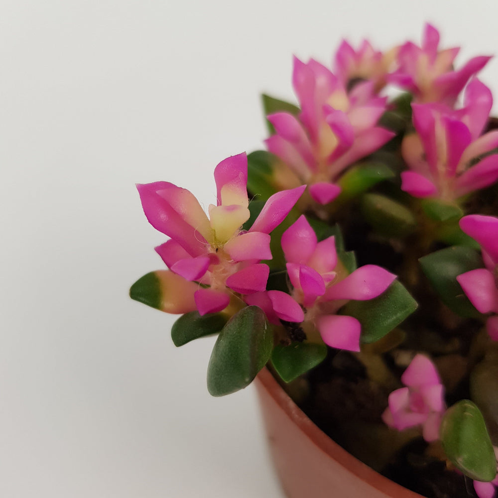 Echeveria Macdougallii