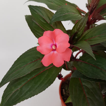 Impetient | Floristika Bangsar