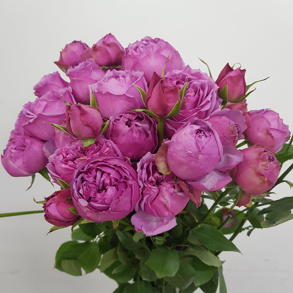Spray Rose - Purple