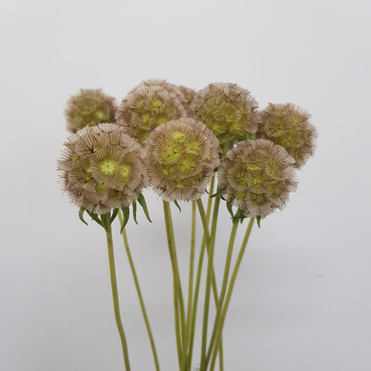 Scabiosa Stellata