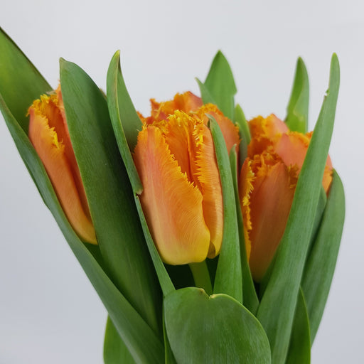 Tulip Frill (Imported) - Orange