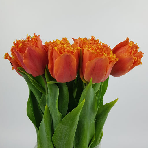 Tulip Frill (Imported) - Dark Orange