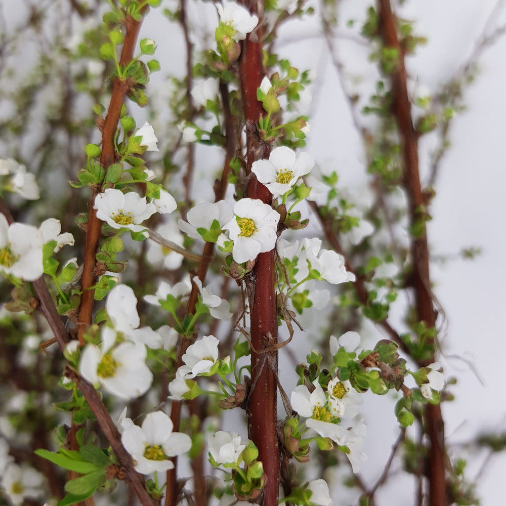 snow willow indoor plant Snow Willow