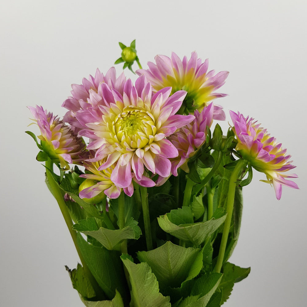 Dahlia  - Light Purple
