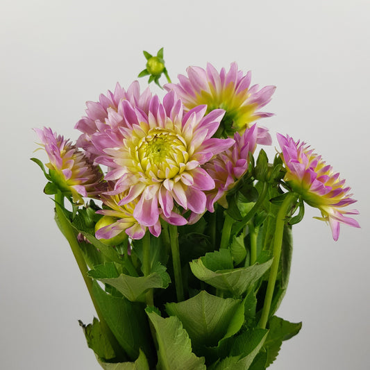 Dahlia  - Light Purple