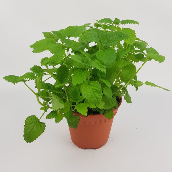 lemon balm plant in pot Pot Lemon Balm