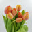 Tulip (Imported) - Orange