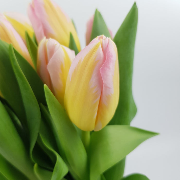 Tulip (Imported) - 2 Tone Yellow Pink