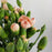 Spray Carnation (Imported) - Light Peach
