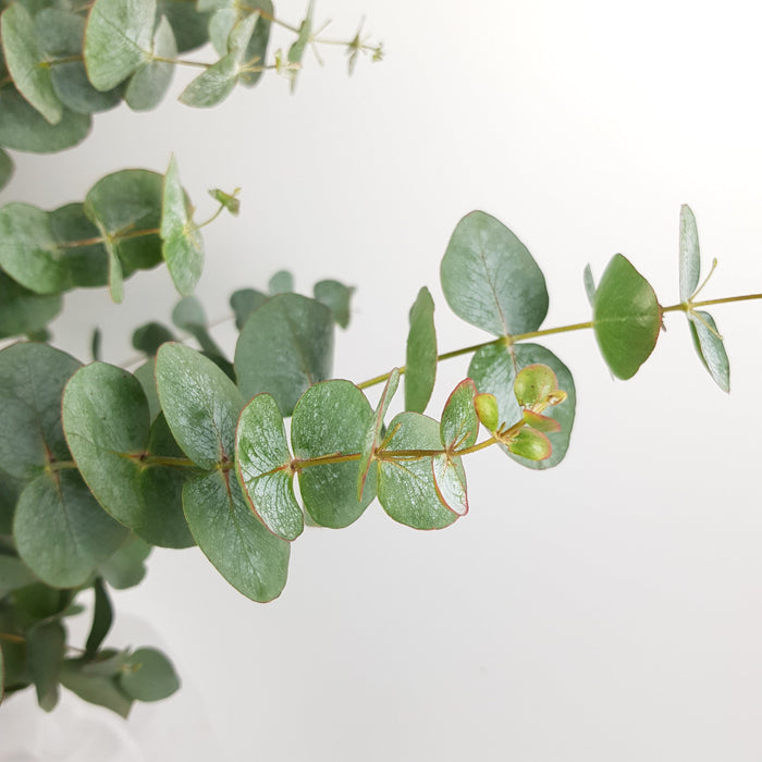 Eucalyptus Cinerea (Imported) - 500g