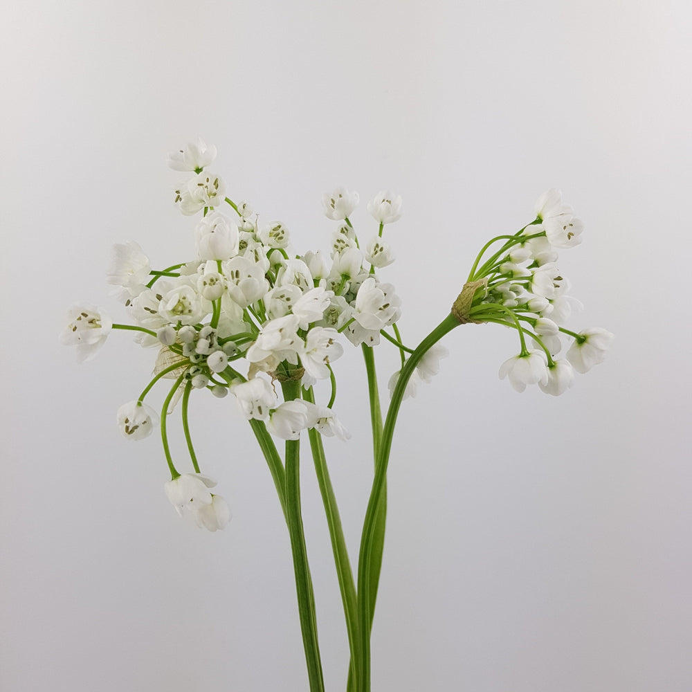 Allium Bullet - White