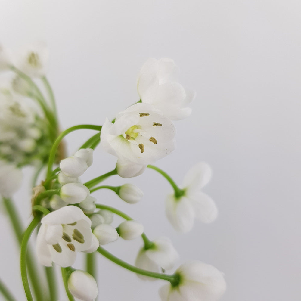 Allium Bullet - White