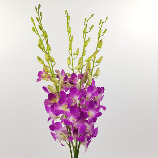 Orchid (Local) - 2 Tone Purple