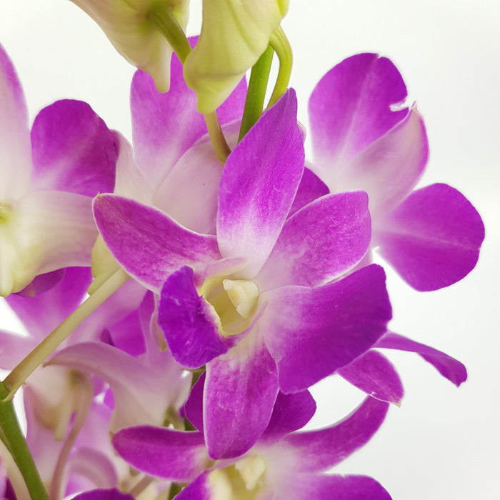 Orchid (Local) - 2 Tone Purple