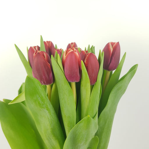 Tulip (Imported) - 2 Tone Dark Red