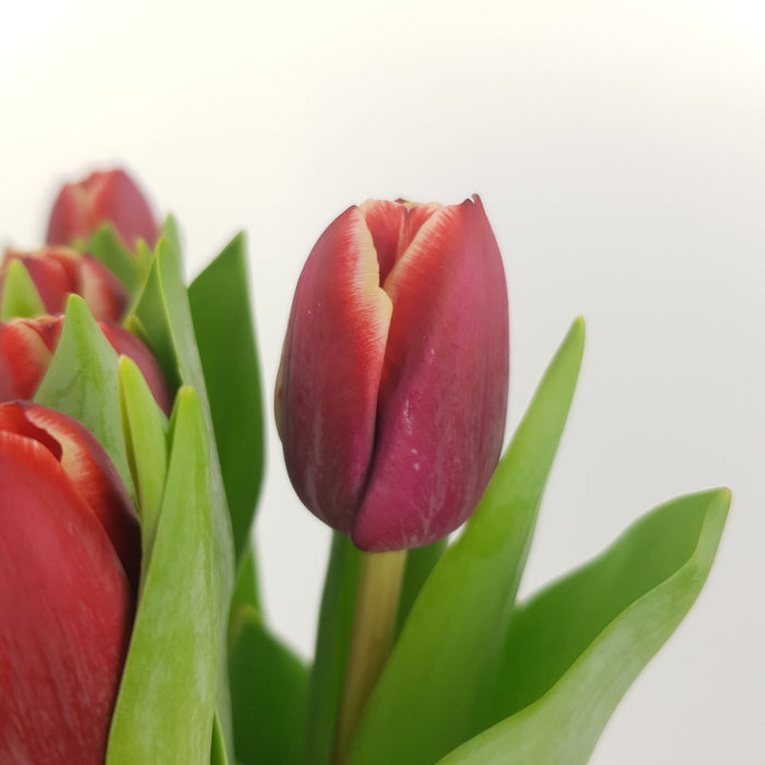 Tulip (Imported) - 2 Tone Dark Red