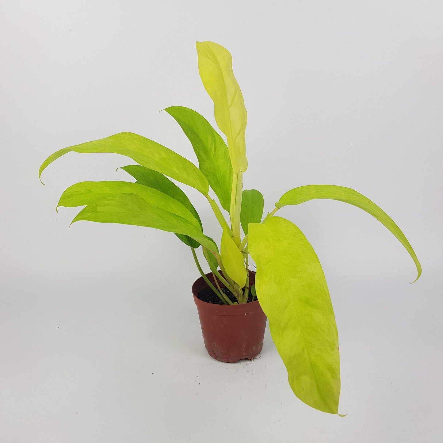 thai sunrise philodendron care Philodendron Thai Sunrise