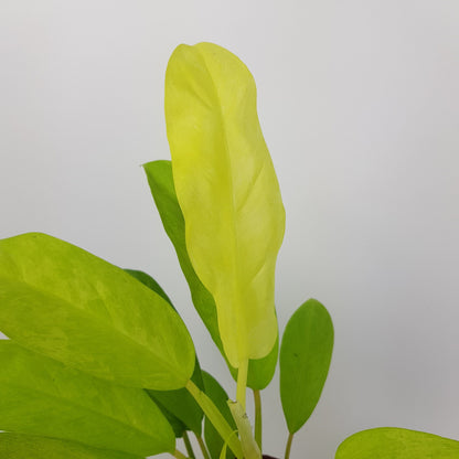 philodendron golden goddess vs thai sunrise Philodendron Thai Sunrise