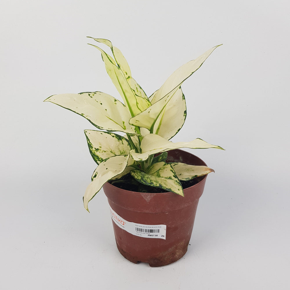 Aglaonema Super White Plant | Floristika Bangsar