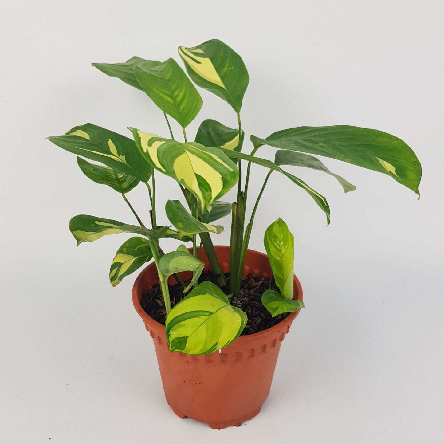 Ctenanthe Golden Mosaic | Floristika Bangsar