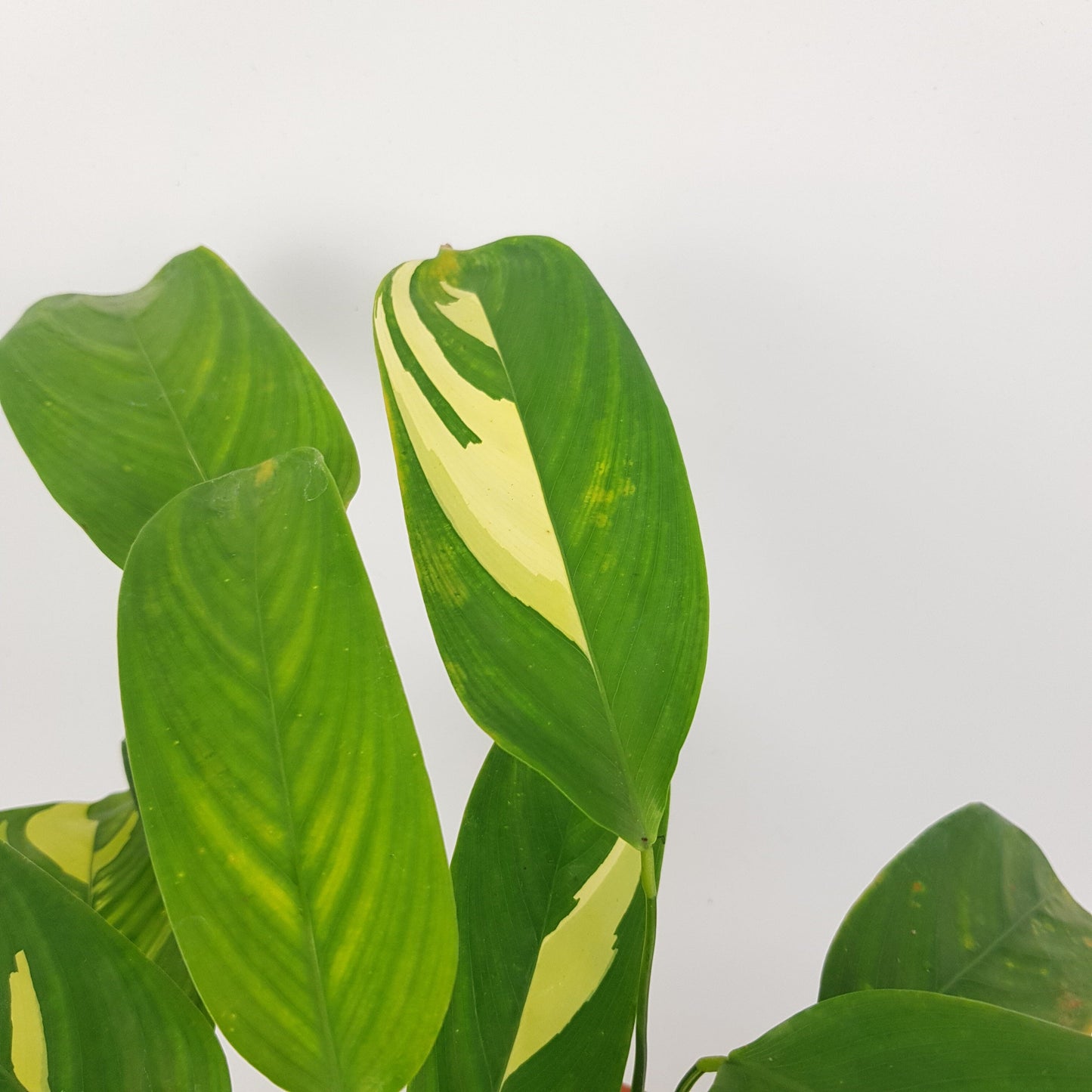 Ctenanthe Golden Mosaic (P120)
