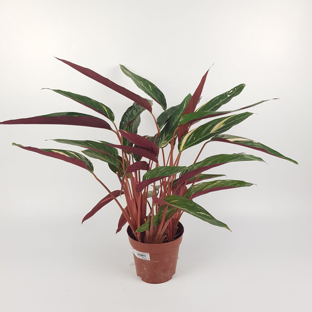 Stromanthe Oppenheimiana