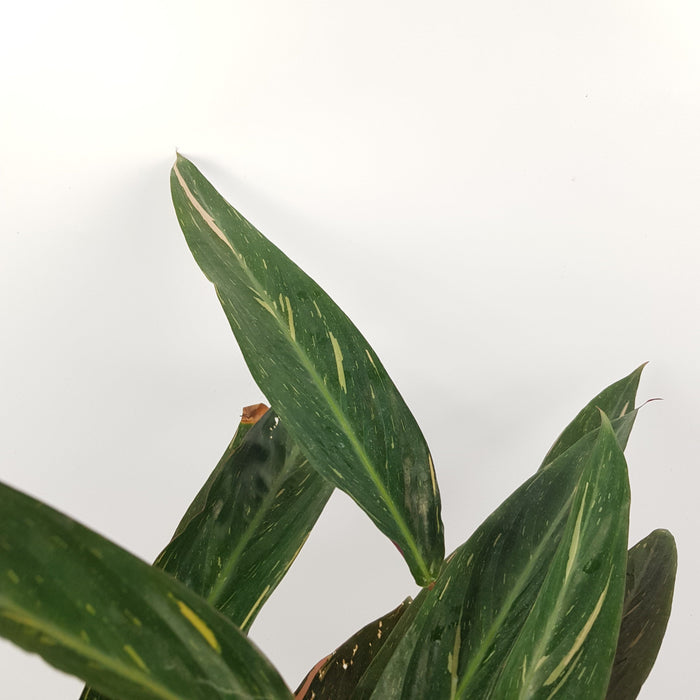 Stromanthe Oppenheimiana