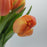 Tulip Double Petal (Imported) - Orange
