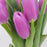 Tulip (Imported) - Purple