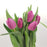 Tulip (Imported) - Pink