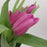 Tulip (Imported) - Pink