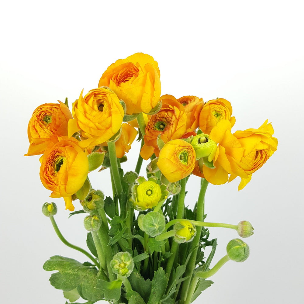 Ranunculus (Imported) - Mustard Yellow