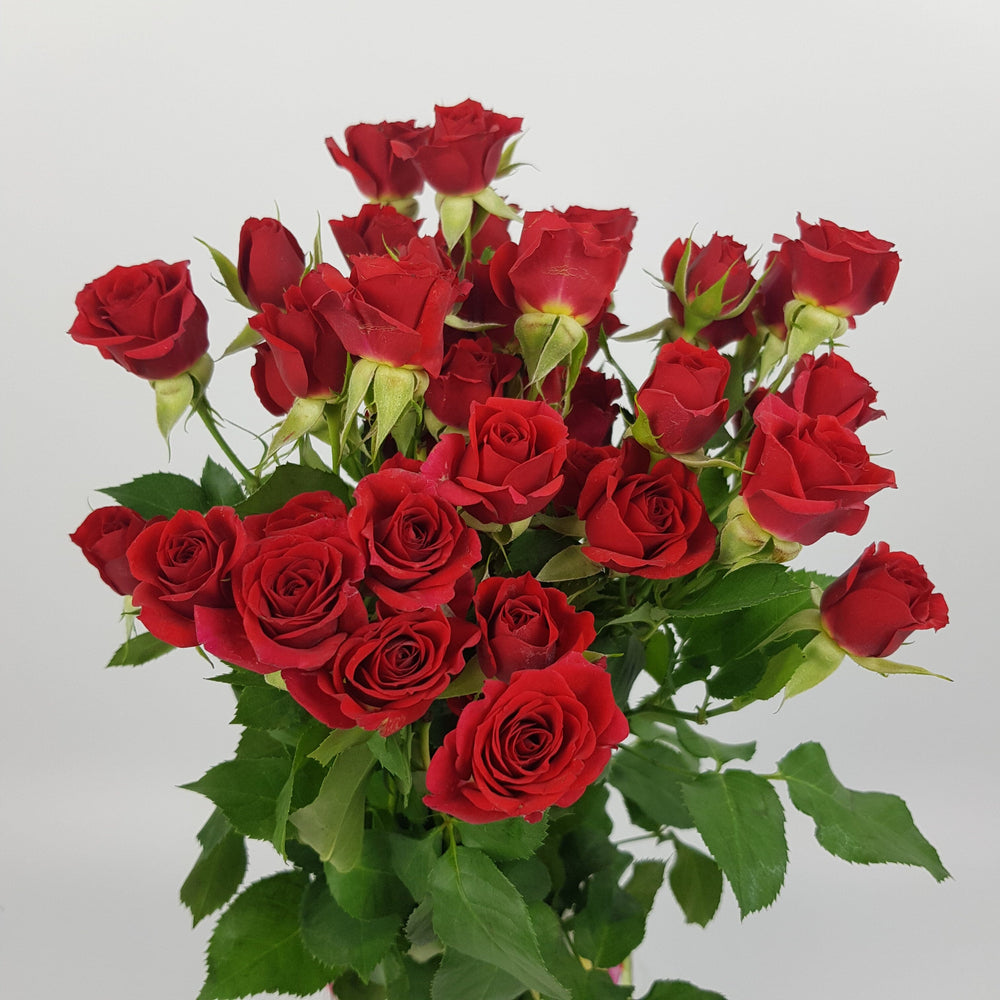 Rose Spray (Imported) - Red