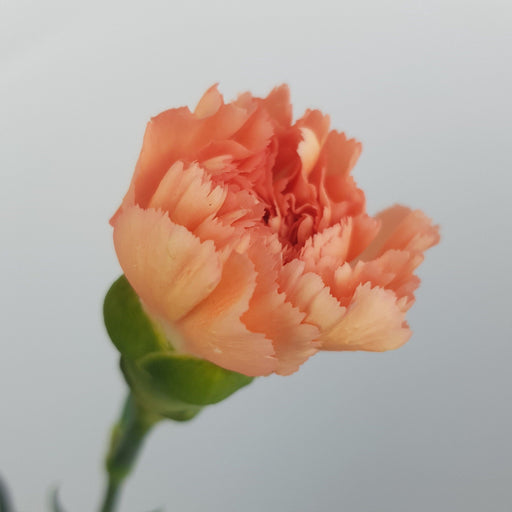 Carnation (Imported) D. Orange