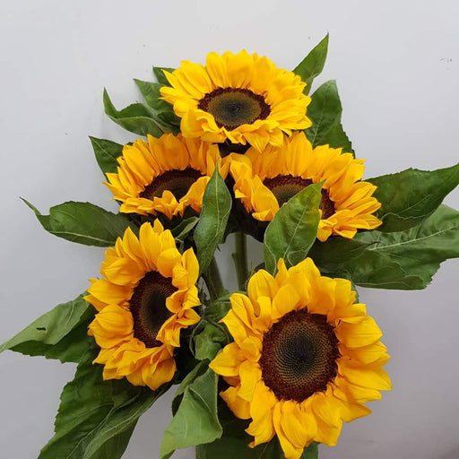 Helianthus Sunflower (Imported)
