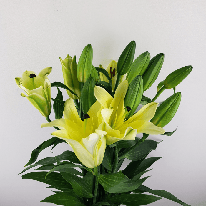 Lily Manissa 3+ (Imported) - Yellow