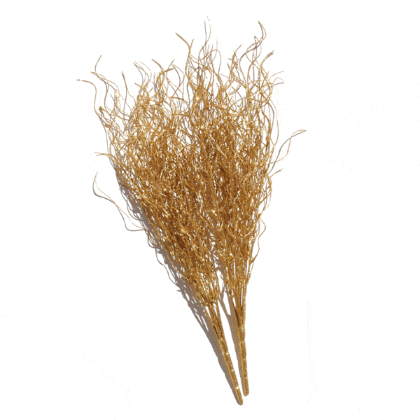 Salix 1.5 Metre (Imported) - Gold