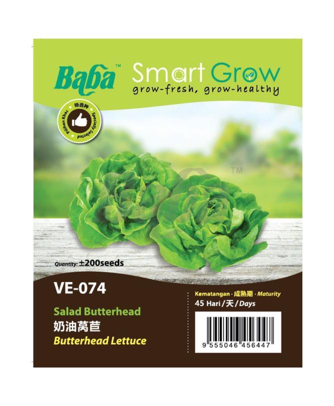 Baba Seed BABA Vegetable Seeds - Butterhead Lettuce – Floristika.com.my